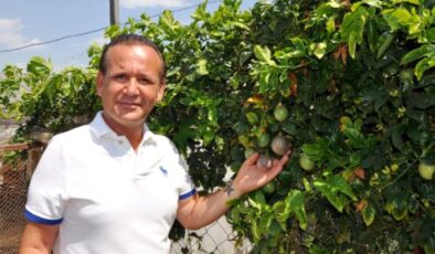 Antalya’da yetiştirilen tropikal meyvelerden passiflora ünlü isimlerden yoğun talep görüyor