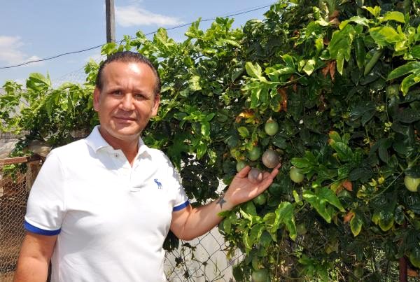 Antalya'da yetiştirilen tropikal meyvelerden passiflora ünlü isimlerden yoğun talep görüyor