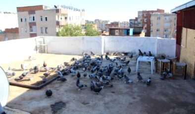 Diyarbakır’da güvercin oteli açıldı, içinde 1 milyon TL’lik kuş var