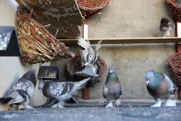 Diyarbakır'da güvercin oteli açıldı, içinde 1 milyon TL'lik kuş var