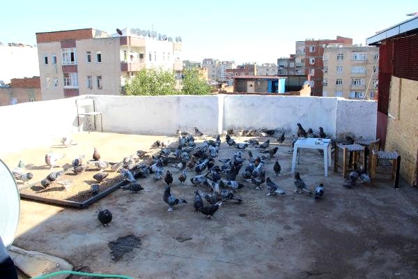 Diyarbakır'da güvercin oteli açıldı, içinde 1 milyon TL'lik kuş var