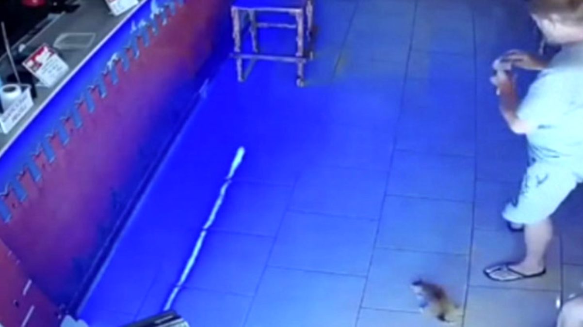 Rusya’da kasadan para çalan kedi suçüstü yakalandı