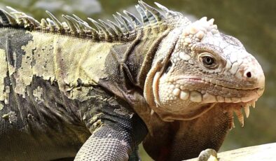 Üsküdar’da 125 santimlik dev bir iguana bulundu