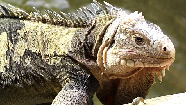 Üsküdar'da 125 santimlik dev bir iguana bulundu