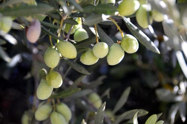 1300 yıllık zeytin ağacının ürünleri, Cumhurbaşkanı Erdoğan'a hediye edilecek