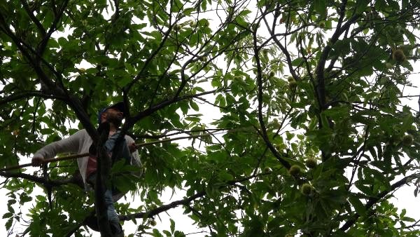 20 metrelik ağaçlara tırmanıyor, günlüğü 400 lira