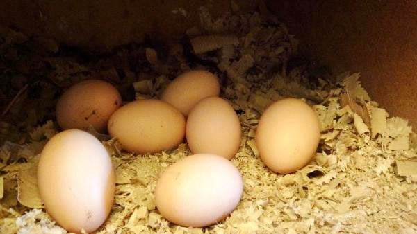 3 tavukla başladılar, şimdi günde 1000 yumurta üretiyorlar