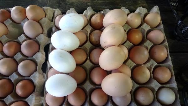 3 tavukla başladılar, şimdi günde 1000 yumurta üretiyorlar