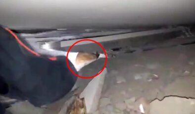 AFAD görevlisi, depremde enkaz altında kalan kediyi böyle kurtardı