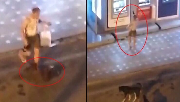 Alkollü turist, önce ATM’yi sonra sokak köpeğini tekmeledi