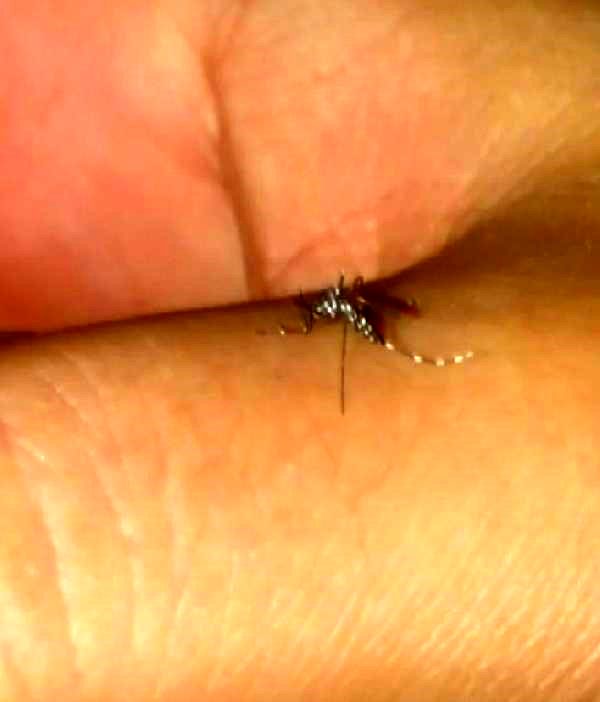 Asya Kaplan Sivrisineği'ne karşı biyolojik mücadele çalışmaları başladı