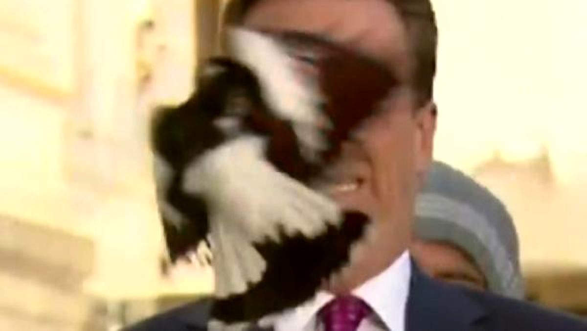 Avustralyalı muhabirin suratına yayın sırasında kuş çarptı