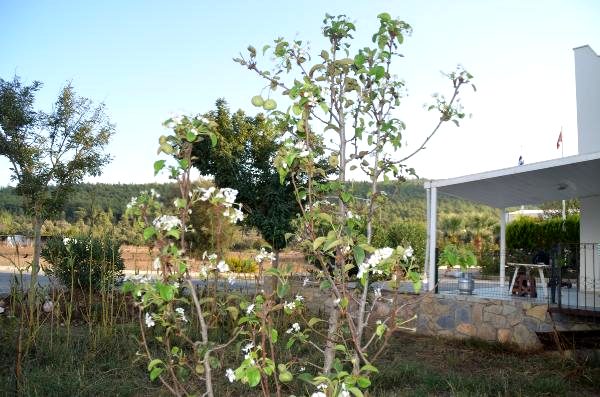 Ekim ayında çiçek açıp, meyve veren armut ağacı şaşırttı