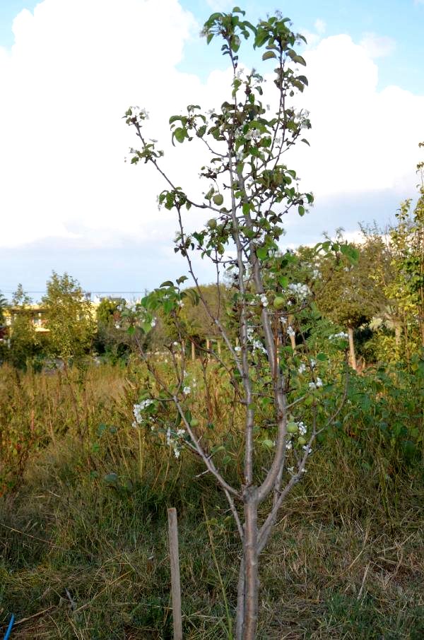 Ekim ayında çiçek açıp, meyve veren armut ağacı şaşırttı