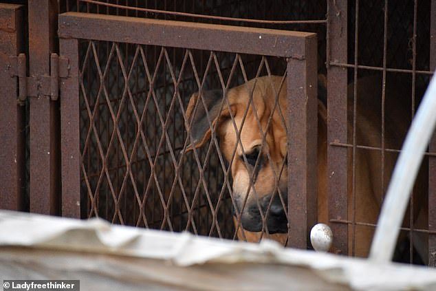 Güney Kore'de 200 köpeğin tutulduğu yeni bir köpek eti pazarı tespit edildi