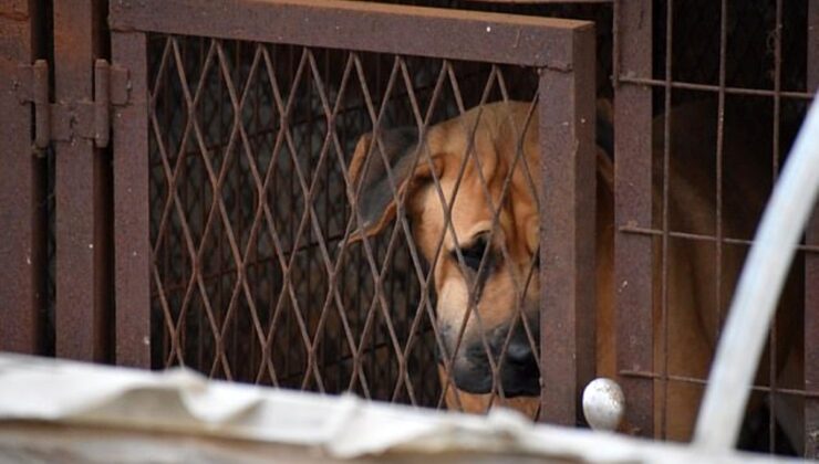 Güney Kore’de 200 köpeğin tutulduğu yeni bir köpek eti pazarı tespit edildi