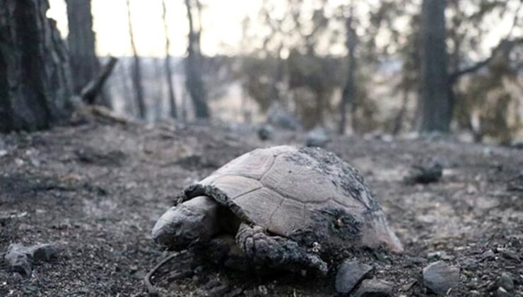 Hatay’daki yangının bıraktığı hasar sabahın ilk ışıklarında ortaya çıktı! Kaplumbağa yanarak telef oldu