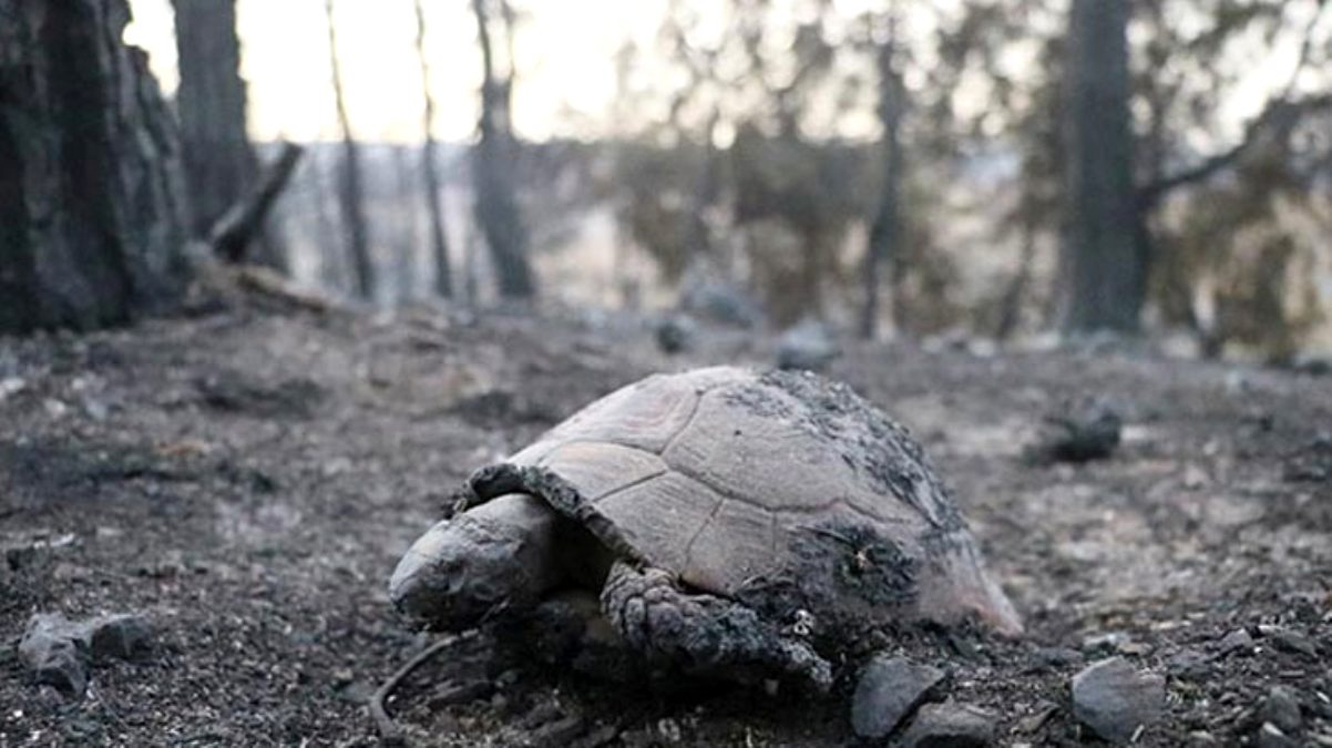 Hatay’daki yangının bıraktığı hasar sabahın ilk ışıklarında ortaya çıktı! Kaplumbağa yanarak telef oldu