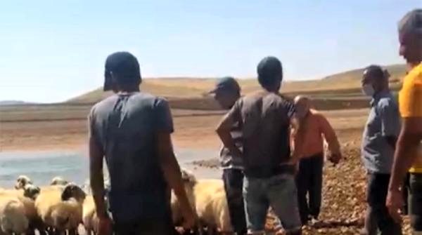 Hayvanları gözlerinin önünde telef olan vatandaş, çareyi baraj gölünde buldu