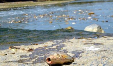 Karasu Nehri’nde ölüm sebebi bilinmeyen balıkları evlerine götürüp yiyorlar