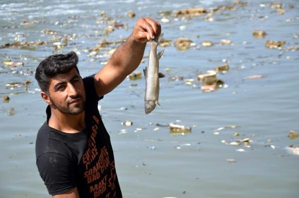Karasu Nehri'nde ölüm sebebi bilinmeyen balıkları evlerine götürüp yiyorlar