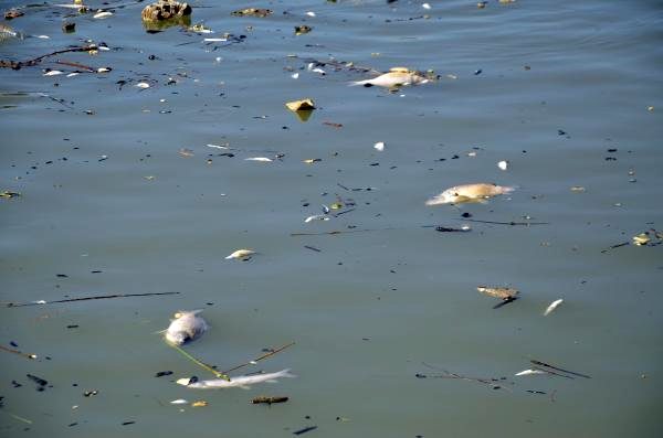 Karasu Nehri'nde ölüm sebebi bilinmeyen balıkları evlerine götürüp yiyorlar