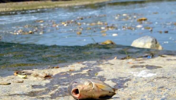 Karasu Nehri’nde ölüm sebebi bilinmeyen balıkları evlerine götürüp yiyorlar