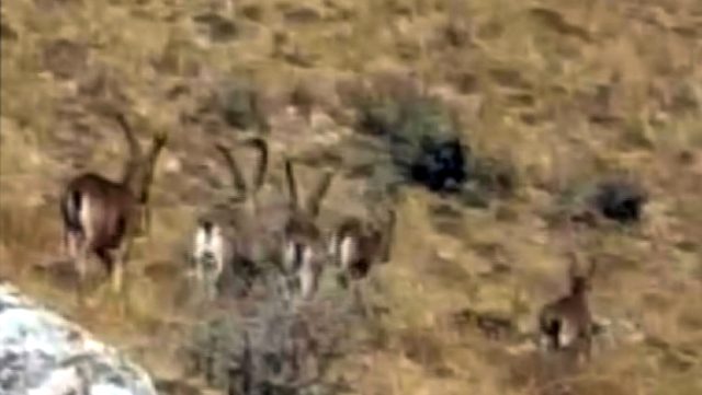 Nadir görülen boynuzlu dağ keçileri sürü halinde görüntülendi