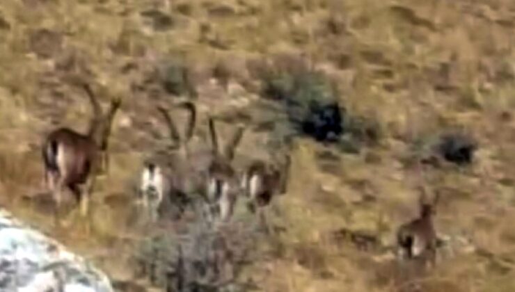 Nadir görülen boynuzlu dağ keçileri sürü halinde görüntülendi