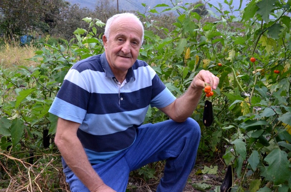 Patlıcan tohumu eken çiftçi, patlıcanlarla aynı dalda domates çıkınca hayatının şokunu yaşadı