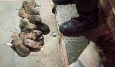 Sivas’ta 13 yavru köpek, çuval içerisinde sokağa atıldı