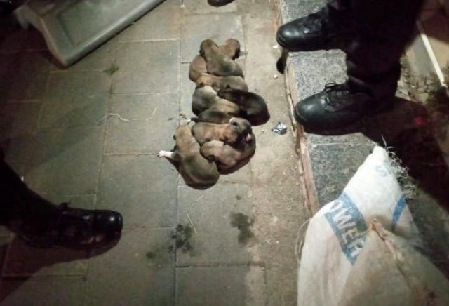 13 yavru köpek, çuval içerisinde sokağa atıldı