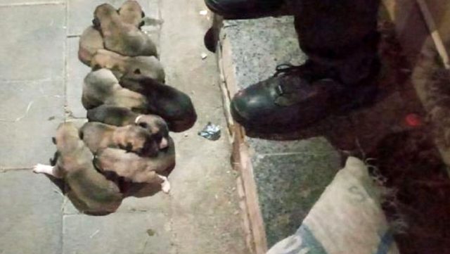 Sivas'ta 13 yavru köpek, çuval içerisinde sokağa atıldı
