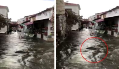 Tsunami videosu çeken genç, suda sürüklenen kişinin babaannesi olduğunu fark edince feryat etti