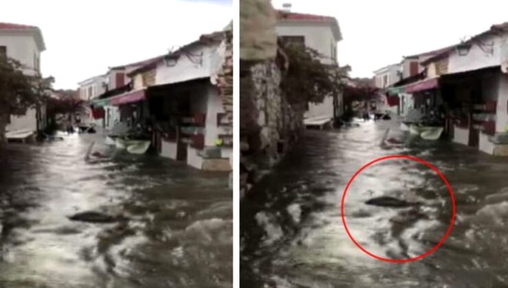 Tsunami videosu çeken genç, suda sürüklenen kişinin babaannesi olduğunu fark edince feryat etti