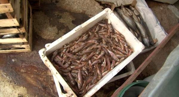 Tuzla'da yaklaşık bir ton çürümüş balık yakalandı