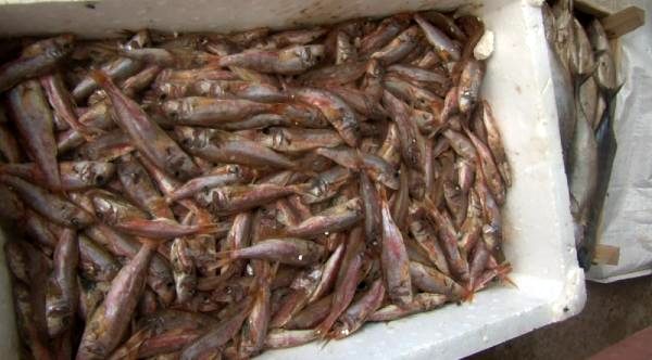 Tuzla'da yaklaşık bir ton çürümüş balık yakalandı