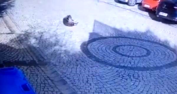 Zekeriyaköy'de sürücü yolda yatan köpeği ezdi