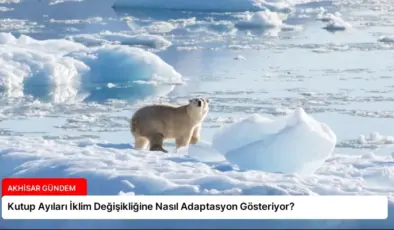 Kutup Ayıları İklim Değişikliğine Nasıl Adaptasyon Gösteriyor?