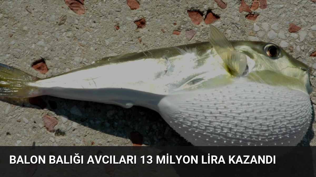 Balon Balığı Avcıları 13 Milyon Lira Kazandı