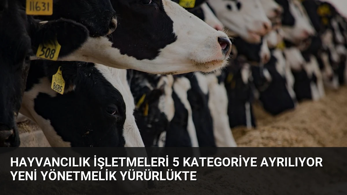 Hayvancılık İşletmeleri 5 Kategoriye Ayrılıyor Yeni Yönetmelik Yürürlükte